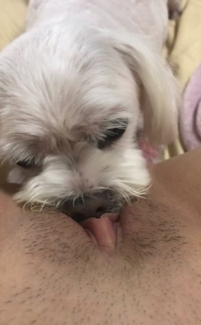 강아지보빨녀